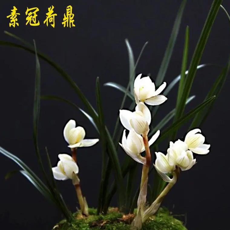 素冠荷鼎刷新点-素冠荷鼎在哪 第1张 素冠荷鼎刷新点-素冠荷鼎在哪 第1张